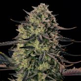 Silent  Cannabis  Seeds  Alien  Gas  Xxl  Auto