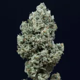 Silent  Cannabis  Seeds  Critical 2 0  Auto