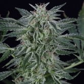 Silent  Cannabis  Seeds  Critical  Jack  Auto