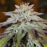 Silent  Cannabis  Seeds  L  A  Vanilla  Cake  Auto