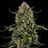 Silent  Cannabis  Seeds  Mac  Dawg  Xxl  Auto