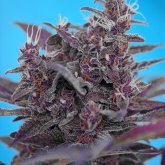 Sweet Cannabis Seeds Auto Black Cream