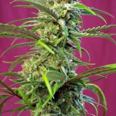 Sweet Cannabis Seeds Sweet Tai