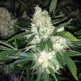 Ak27  Express  Auto  Feminised  Cannabis  Seeds  Phoenix  Cannabis  Seeds 0