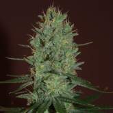 Amnesia  Haze  Feminised  Cannabis  Seeds  Expert  Cannabis  Seeds 0