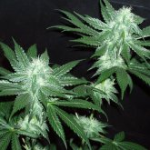 Italian Ice Feminised Seeds (Gold Collection)