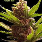 Purple Bud Regular Seeds