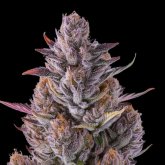 Cherry  Guava  Cannabis  Seeds