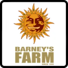 Barneys Farm Amsterdam Breeder Png