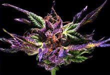 Kens Original G D P Grand Daddy Purple Feminised Cannabis  Seeds