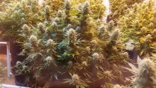 Super  Kush  Feminised  Cannabis  Seeds  Phoenix  Cannabis  Seeds 0