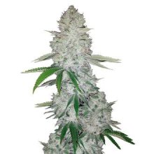 Fastbuds  Autoflowering  Gorilla  Glue  Auto  Feminized