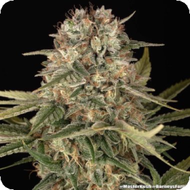 Master Kush