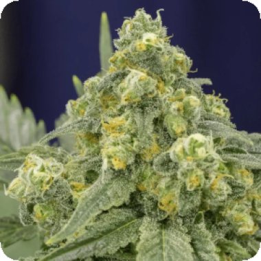 White Widow