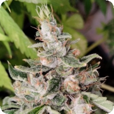 Ace Cannabis Seeds African Gas