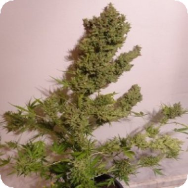 Ace  Cannabis  Seeds  Auto  Malawi  X  Nl