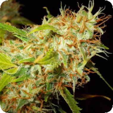 Ace Cannabis Seeds Auto Zamaldelica