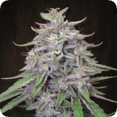 Ace Cannabis Seeds Bangi Haze