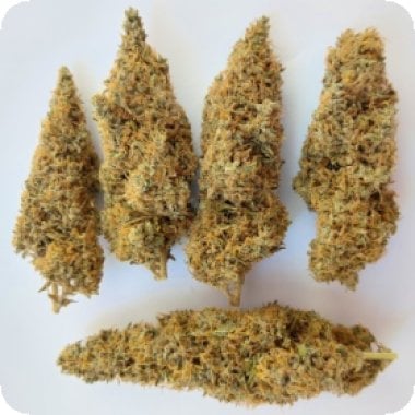 Ace Cannabis Seeds Colossus