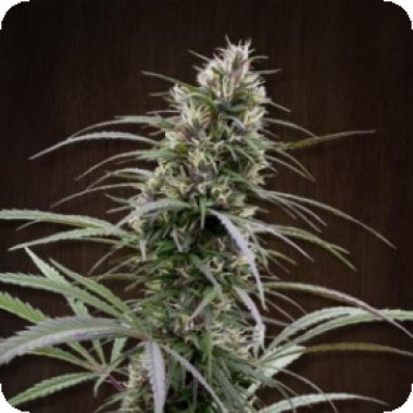 Ace Cannabis Seeds Congo