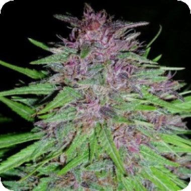 Ace Cannabis Seeds Erdpurt