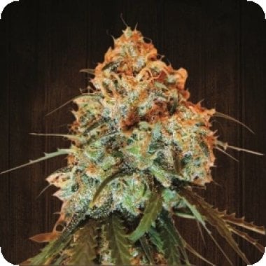 Ace Cannabis Seeds Golden Tiger
