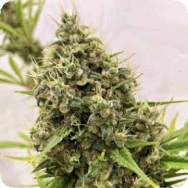 Ace Cannabis Seeds Guawi