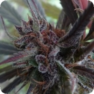Ace Cannabis Seeds Haze X Kali China