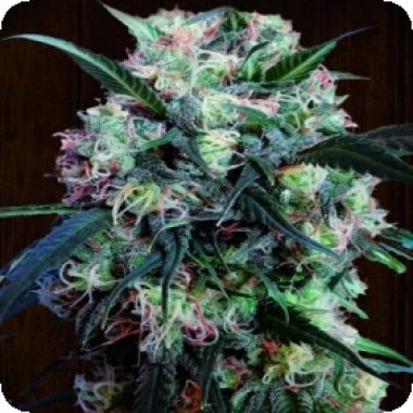 Ace Cannabis Seeds Kali China