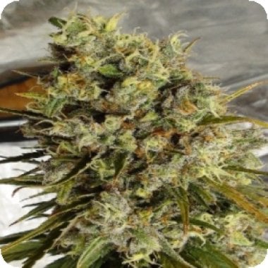 Ace Cannabis Seeds Limited Edition C5 Haze X Kali China