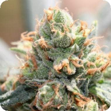 Ace Cannabis Seeds Limited Edition Hash Tonic