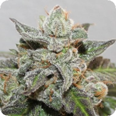 Ace Cannabis Seeds Limited Edition Kalidonia