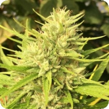 Ace Cannabis Seeds Malawi X Panama