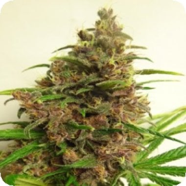Ace Cannabis Seeds Malawi X Pck