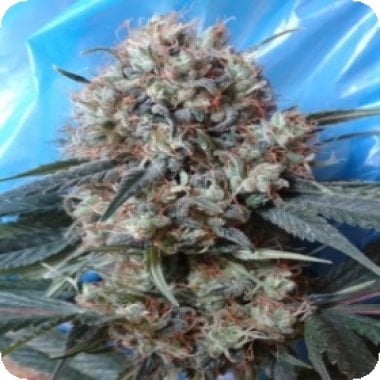 Ace Cannabis Seeds Nepal Jam X Kali China