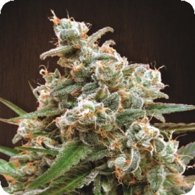 Ace Cannabis Seeds Nepal Jam
