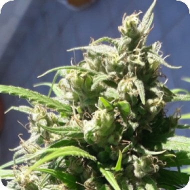Ace Cannabis Seeds Oaxaca A5 Haze