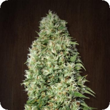 Ace Cannabis Seeds Orient Express