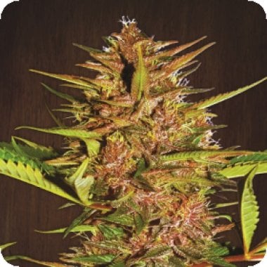 Ace Cannabis Seeds Pakistan Chitral Kush