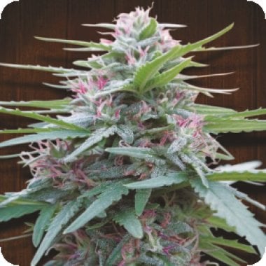Ace Cannabis Seeds Panama