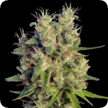 Ace Cannabis Seeds Super Malawi Haze