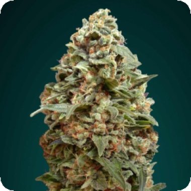 Advanced Cannabis Seeds Afghan Skunk