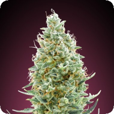 Advanced Cannabis Seeds Amnesia Fast Version