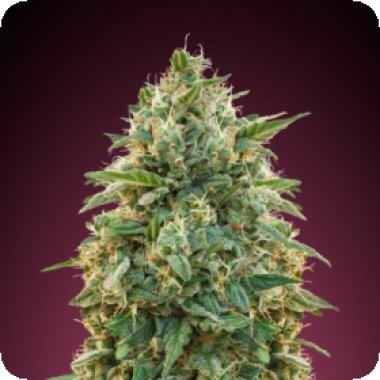 Advanced Cannabis Seeds Amnesia