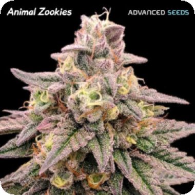 Advanced Cannabis Seeds Animal Zookies