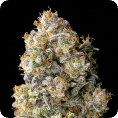 Advanced Cannabis Seeds Auto Acai Mintz