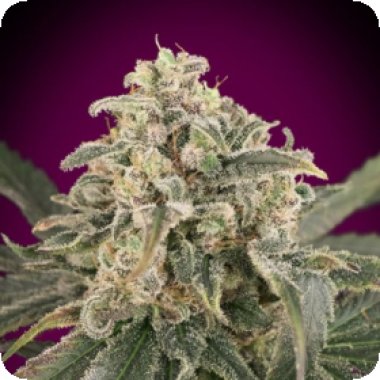 Advanced Cannabis Seeds Auto Amnesia Xxl