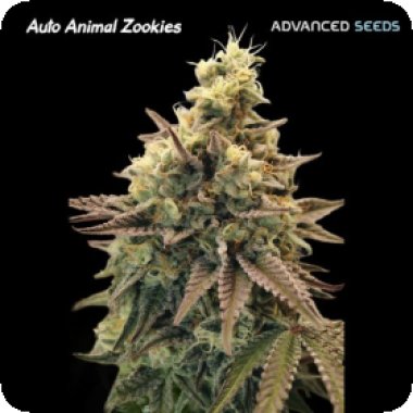Advanced Cannabis Seeds Auto Animal Zookies