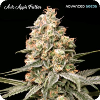 Advanced Cannabis Seeds Auto Apple Fritter