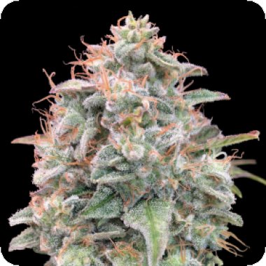 Advanced Cannabis Seeds Auto Banana Cookies
